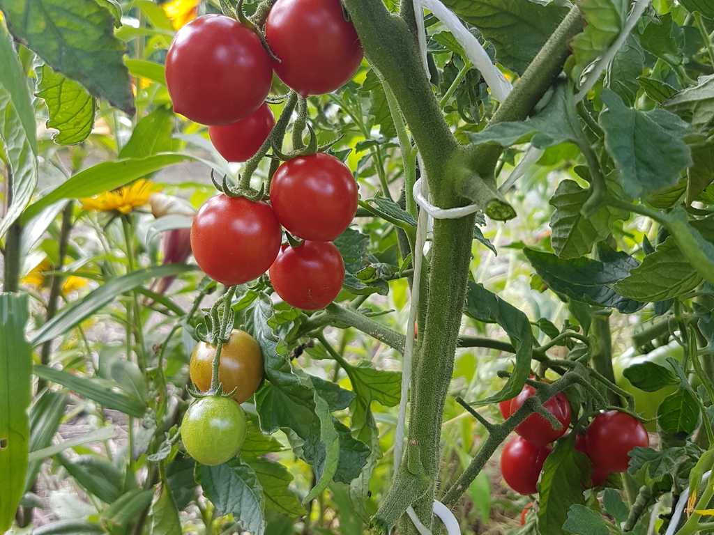 The Best of the Best